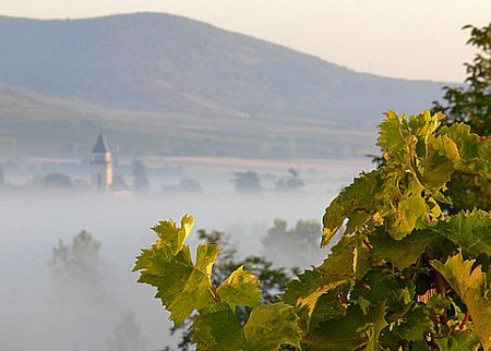 Tokaj-Hegyalja szüretel Tokaj-Hegyalja szüretel