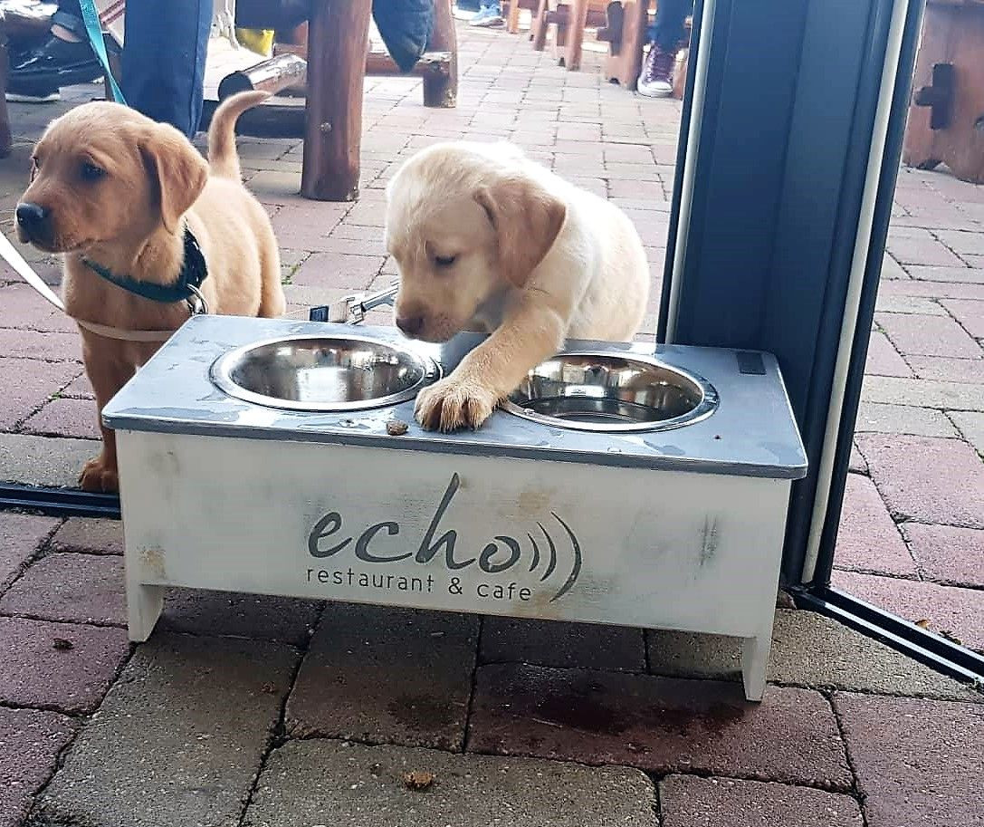 A tihanyi Echo kutyabarát hely, amire büszkék vagyunk – interjú Bittman Szilárddal