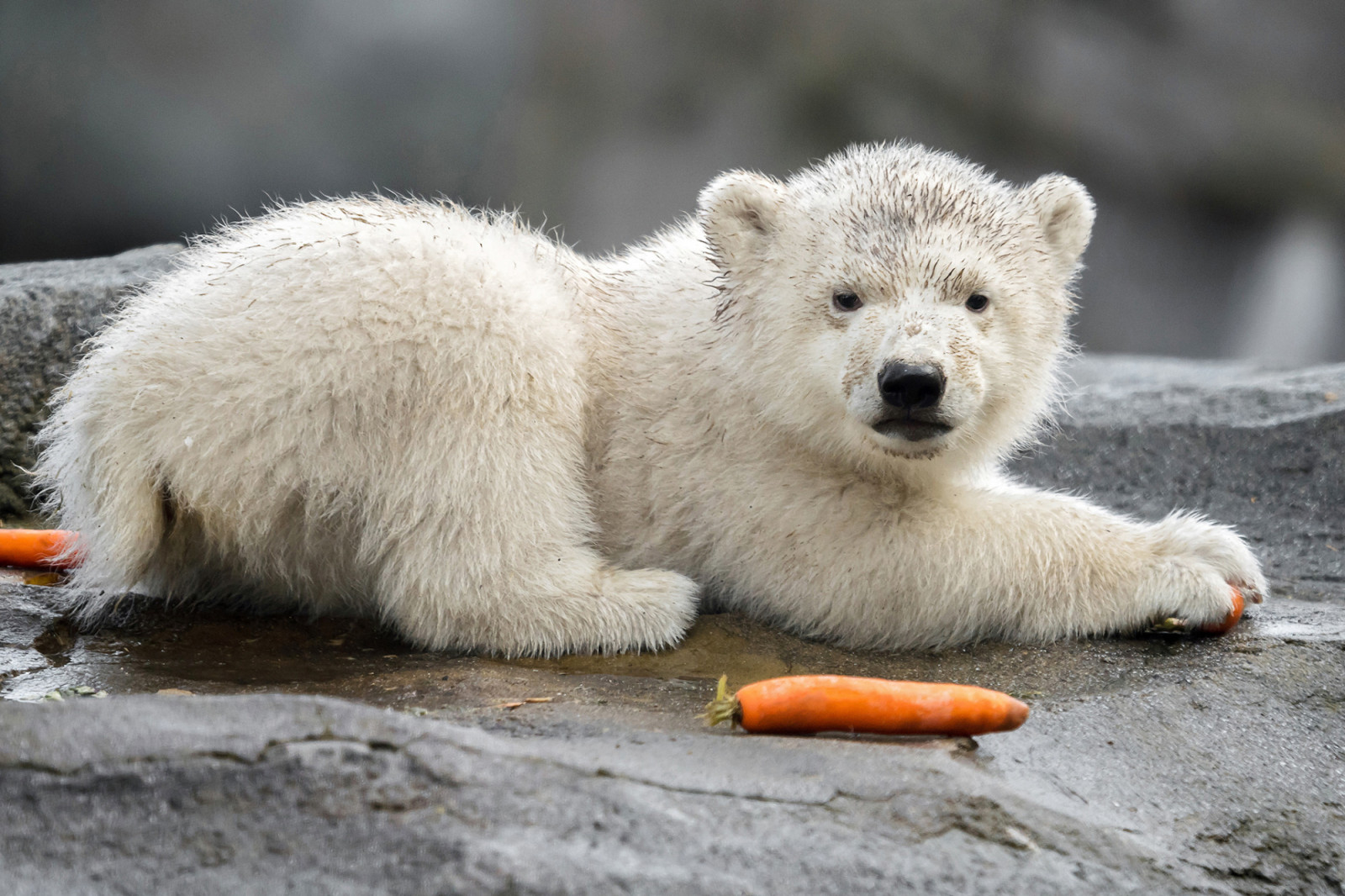 Először látható élőben a Schönbrunni Állatkert jegesmedvebocsa