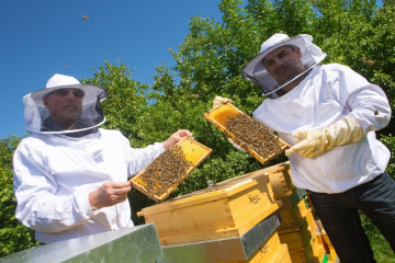 A méhek európai fővárosa: Bécs A méhek európai fővárosa: Bécs
