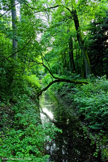 Tiszakürti Arborétum 