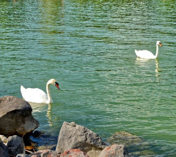 Lakossági felhívás - Ne etessük a vízimadarakat!