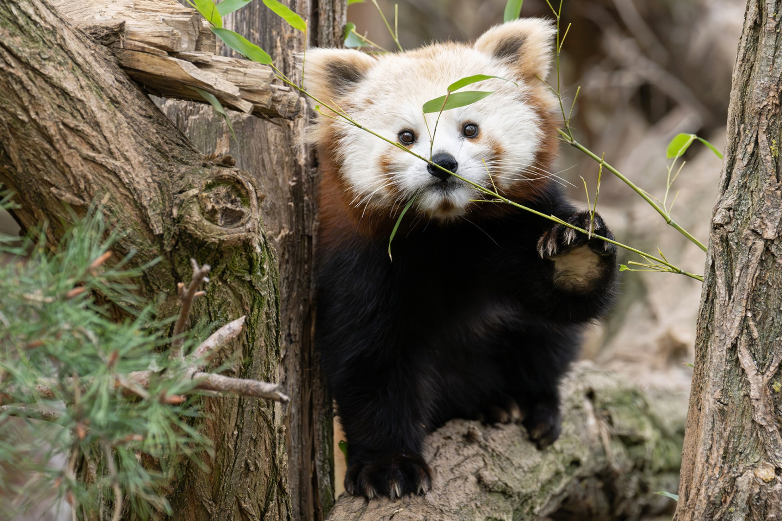 Edukáció és fajmegőrzés áll a középpontban Bécsben Edukáció és fajmegőrzés áll a középpontban Bécsben